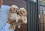 Maltipoo vrhunske genetike