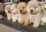 Chow chow-cau cau