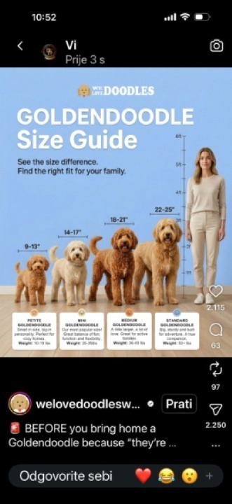 Goldendoodle prelepi štenci