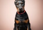 Doberman stenci