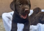 Cokoladni labrador