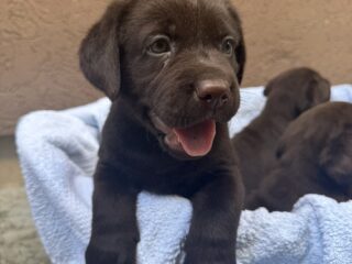 1-labradorS0926-1