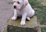 LABRADOR RETRIVER