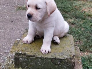 1-labradorretriverGP0926
