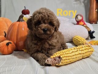 1-toycrpudlaN0926