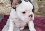 Merle francuski buldog štenci