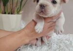 Francuski buldog štenci