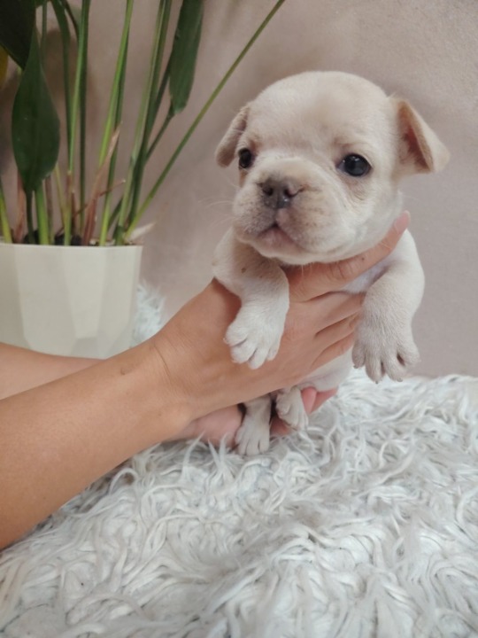 Francuski buldog štenci