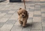 Maltipoo vrhunske genetike