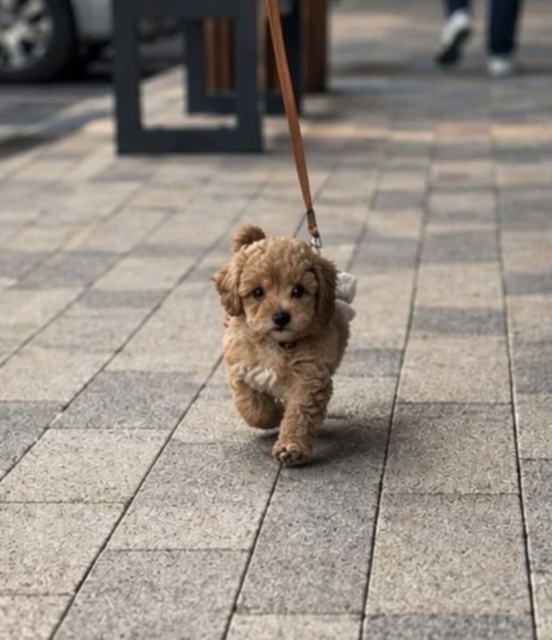 Maltipoo vrhunske genetike