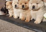 Chow chow-cau cau