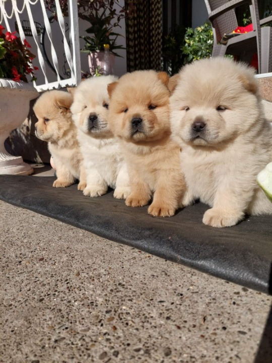 Chow chow-cau cau