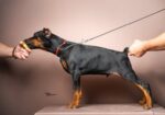 Doberman stenci