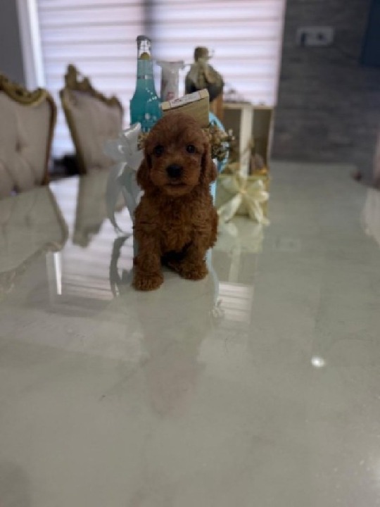 Goldendoodle prelepi štenci