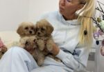Maltipoo vrhunske genetike