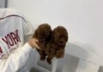 Stenci toy i mini pudle vrhunske genetike