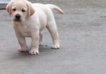 LABRADOR RETRIVER