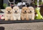 Chow chow-cau cau