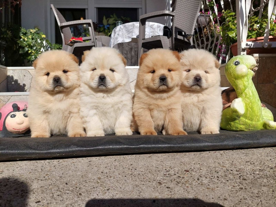 Chow chow-cau cau