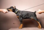Doberman stenci
