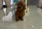 Goldendoodle prelepi štenci
