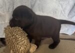 Cokoladni labrador