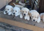 LABRADOR RETRIVER