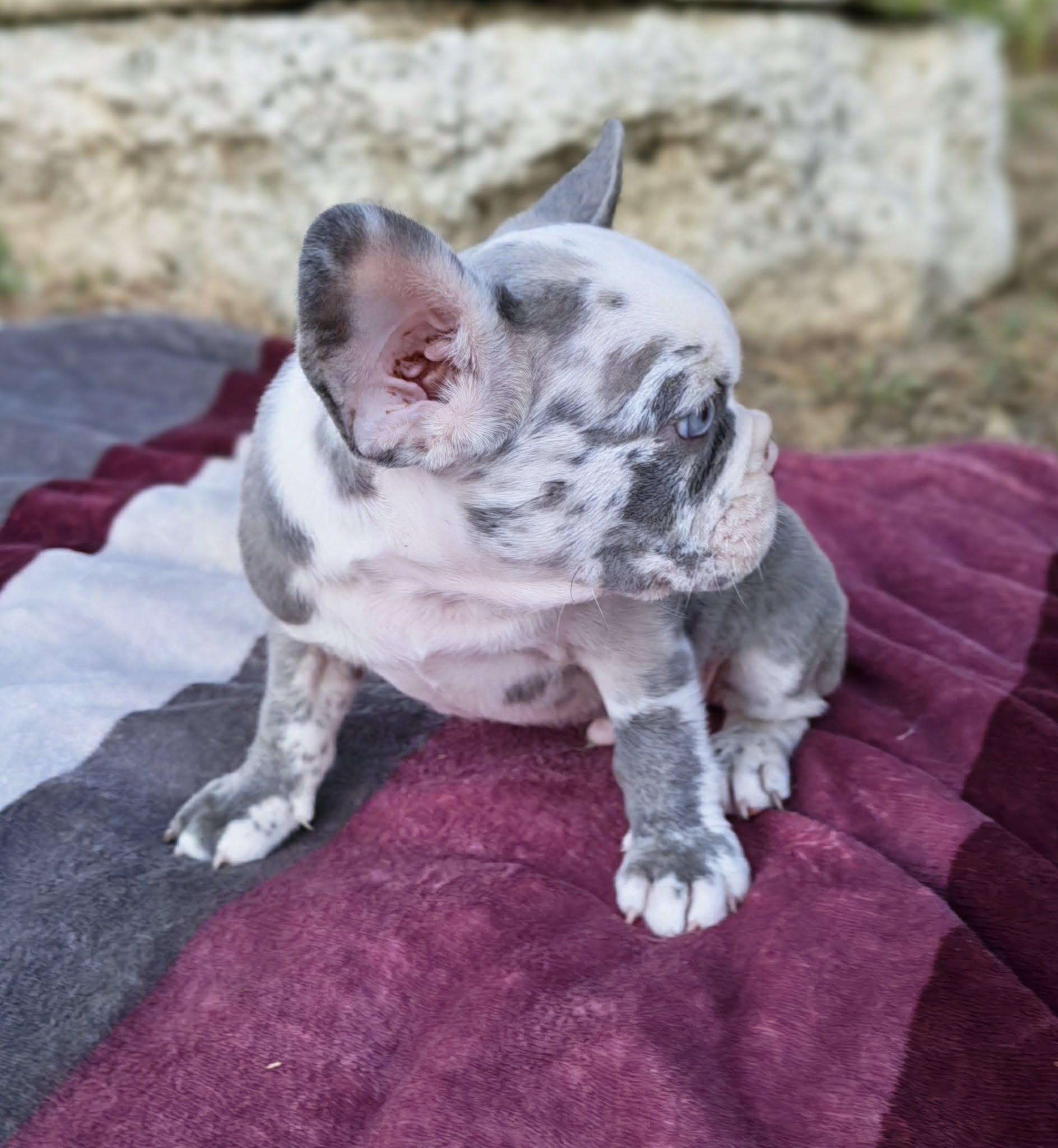 Merle francuski buldog štenci