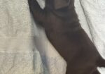 Cokoladni labrador