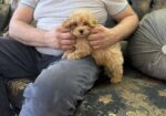 Maltipoo vrhunske genetike