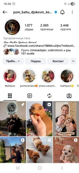 Cocapoo štenci