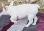 Merle francuski buldog štenci