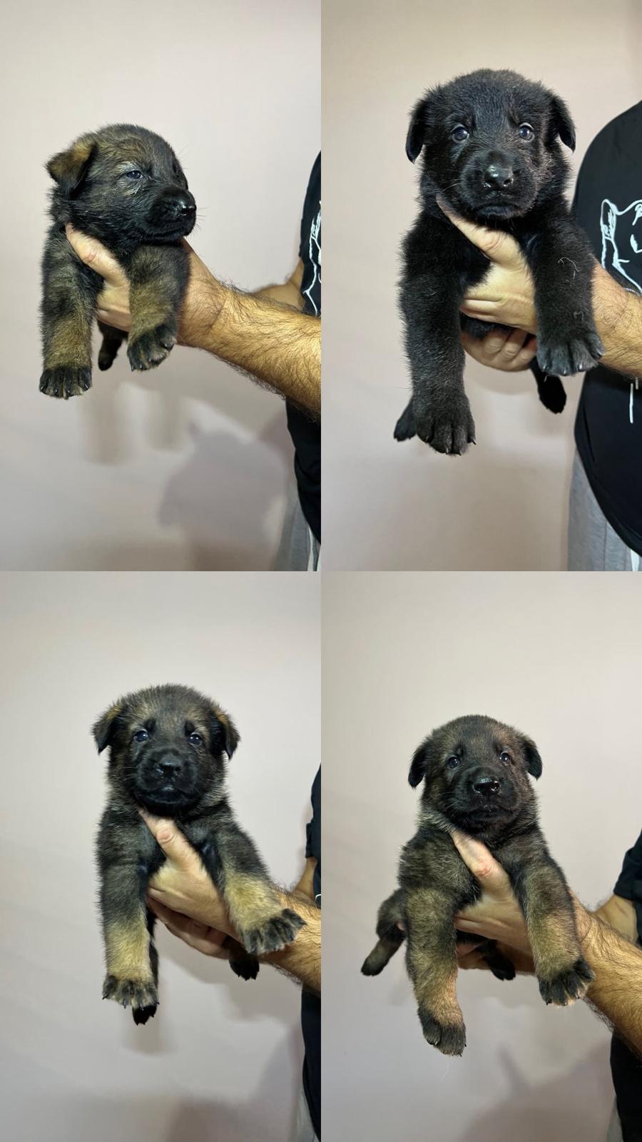 Nemački ovčar vrhunsko leglo
