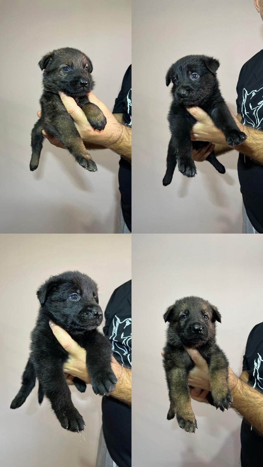 Nemački ovčar vrhunsko leglo