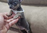 Egzotične mikro čivave