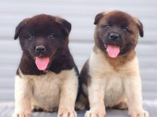 americka-akita-01