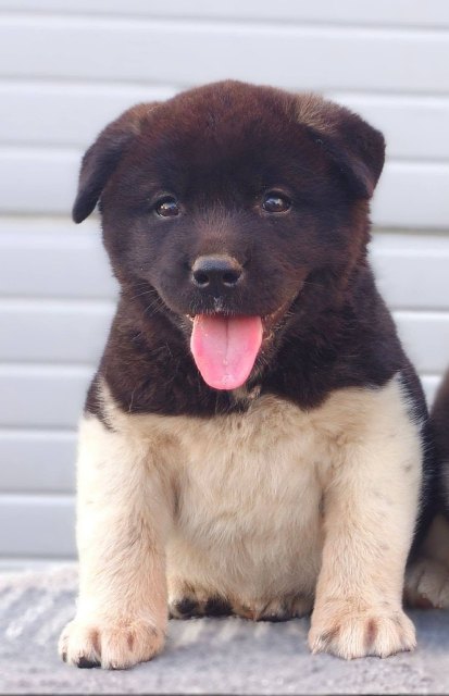 Američka Akita, vrhunsko leglo