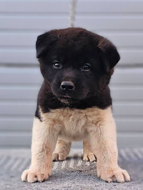 Američka Akita, vrhunsko leglo