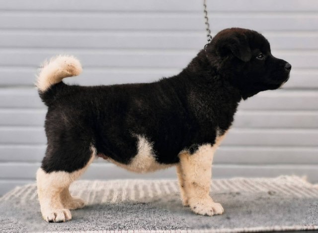 Američka Akita, TOP štenci