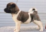 Američka Akita, TOP štenci