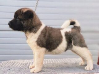 americka-akita-08