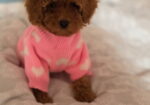 Nove bebice toy I mini pudle