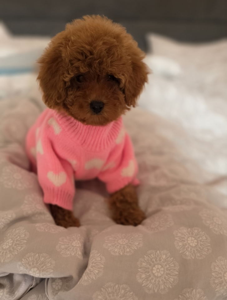 Nove bebice toy I mini pudle