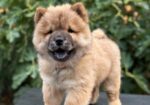 Chow Chow / Čau Čau štenci