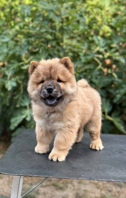Chow Chow / Čau Čau štenci