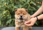 Chow Chow / Čau Čau štenci
