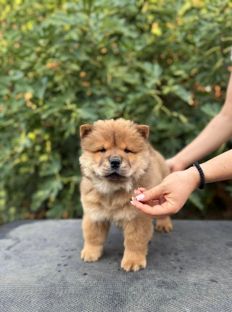 Chow Chow / Čau Čau štenci