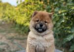 Chow Chow / Čau Čau štenci