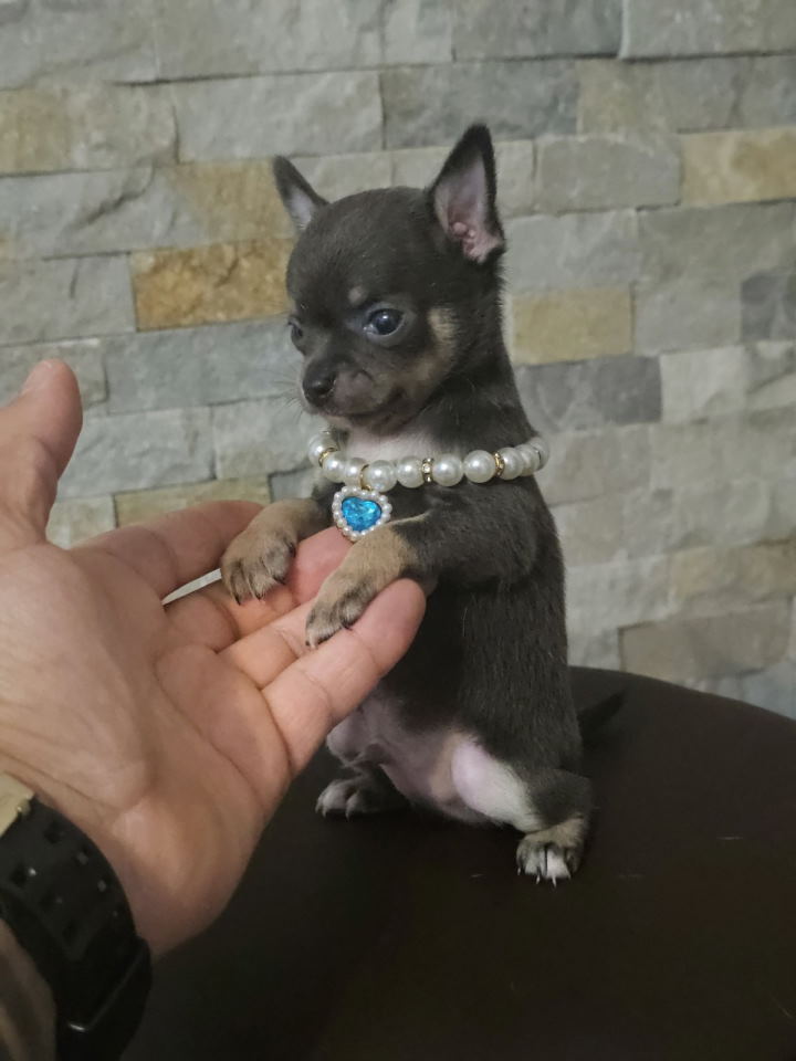 Egzotične mikro čivave