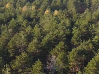 plac-Divcibare-1